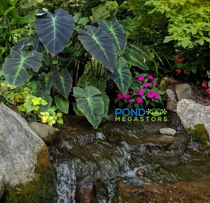 SALE! Imperial/Black Beauty <br> (Colocasia Antiquorum Illustris) <br> Available now