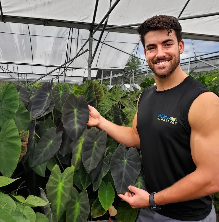 SALE! Imperial/Black Beauty <br> (Colocasia Antiquorum Illustris) <br> Available now