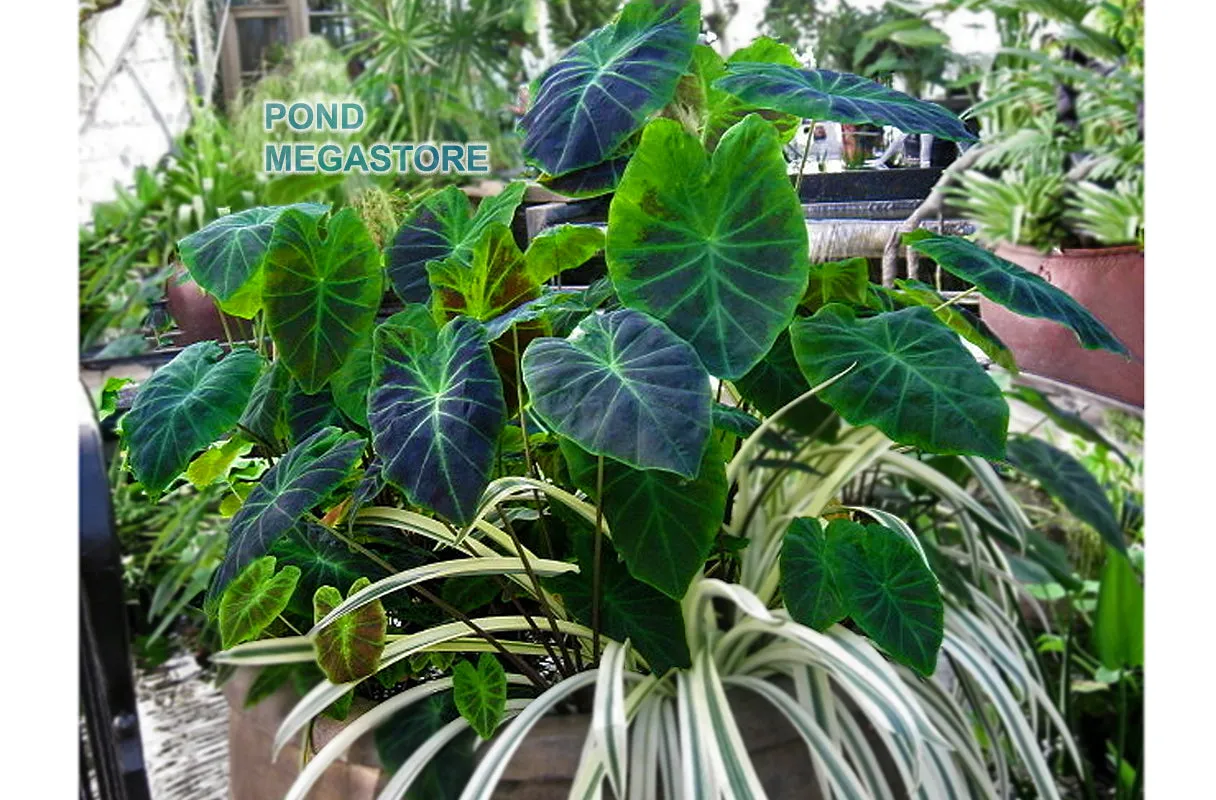 SALE! Imperial/Black Beauty <br> (Colocasia Antiquorum Illustris) <br> Available now