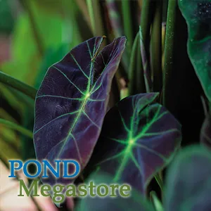 SALE! Imperial/Black Beauty <br> (Colocasia Antiquorum Illustris) <br> Available now